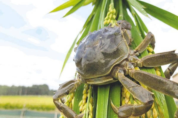 稻田养蟹技巧:手把手教你实现“一田双收”