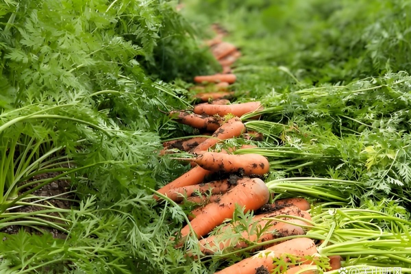 胡萝卜种植技巧有哪些？胡萝卜种植注意事项有哪些？