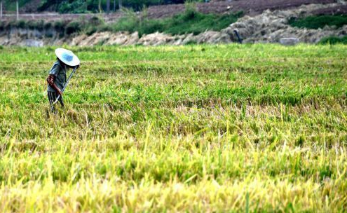 从“鸡爪田”到吨粮田:四川丘陵区改田改种实战录