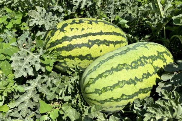 西瓜种植的方法和技巧,西瓜高产的秘诀