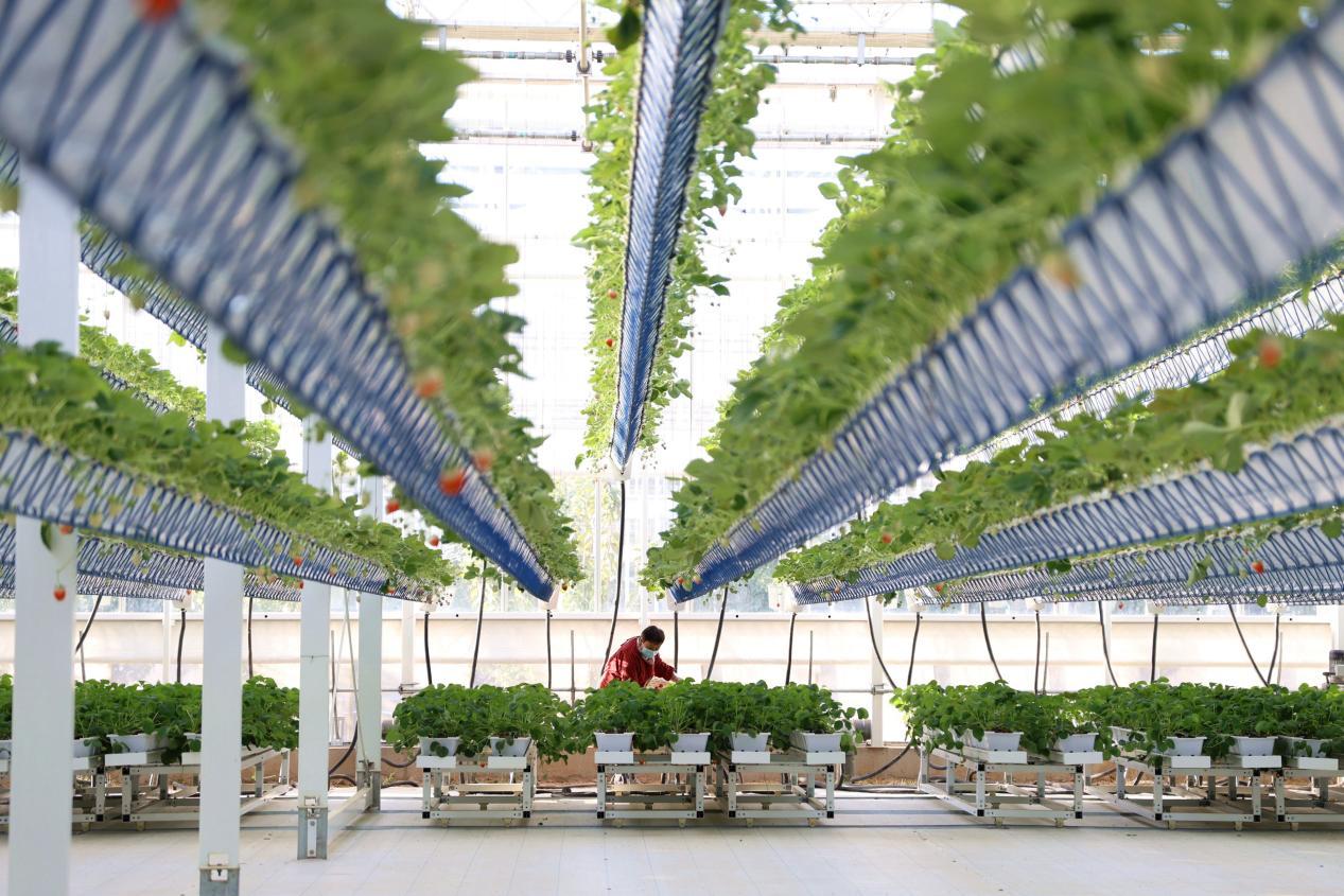 工业废气变“气肥”：山东聊城草莓种植的新革命
