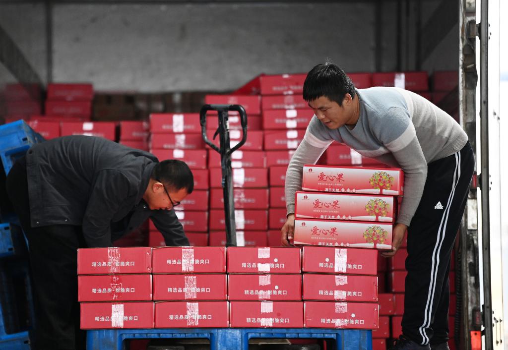 陕西白水苹果迎丰收季，特色品种畅销海内外