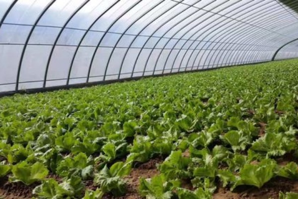 蔬菜大棚怎么建?老农教你选朝向,大棚这样建产量翻倍