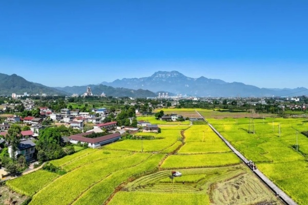 四川农业“十四五”成绩单：粮食产量创新高，现代农业迈新阶