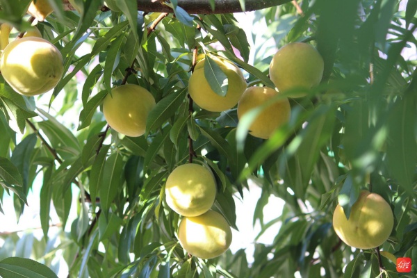 山东黄桃什么时候最好吃?天气如何影响黄桃成熟?