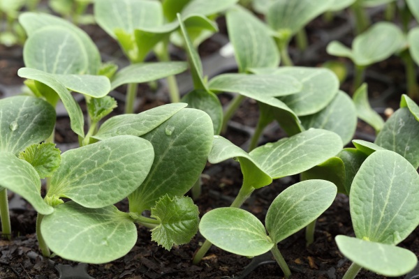 西瓜苗怎么管理？掌握5个关键技巧，结出的西瓜又大又甜