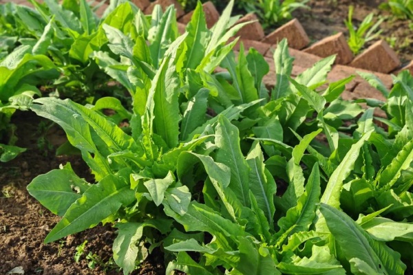 怎么种植油麦菜?种植油麦菜有哪些技巧?