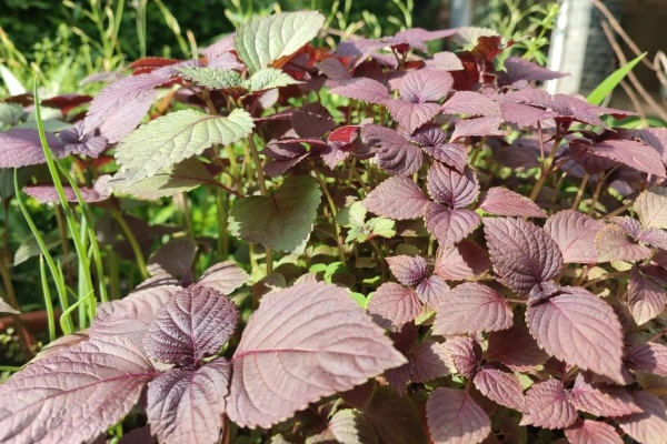 紫苏怎么种植？从播种到丰收的7个关键技巧，阳台也能种出一片香料园