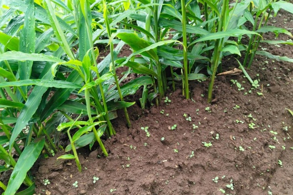 如何种植生姜?生姜高产的种植技巧