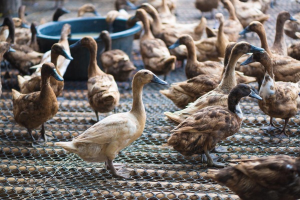 番鸭养殖的四大风险，新手一定要知道！