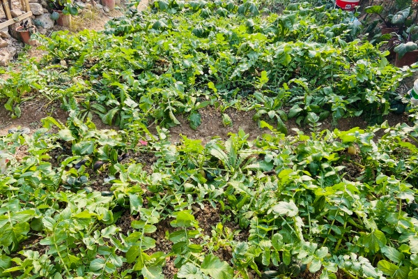 种菜先浇水还是先追肥?弄懂这几点,肥料不浪费蔬菜长得旺