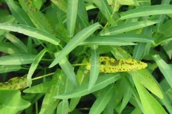 空心菜得了炭疽病怎么办?如何预防炭疽病?