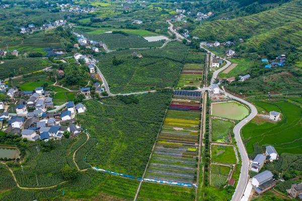 重庆“十四五”农业农村答卷:14项指标提前达标,乡村振兴开新局