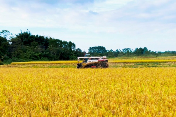 全力应对连阴雨，确保秋收秋种有序推进