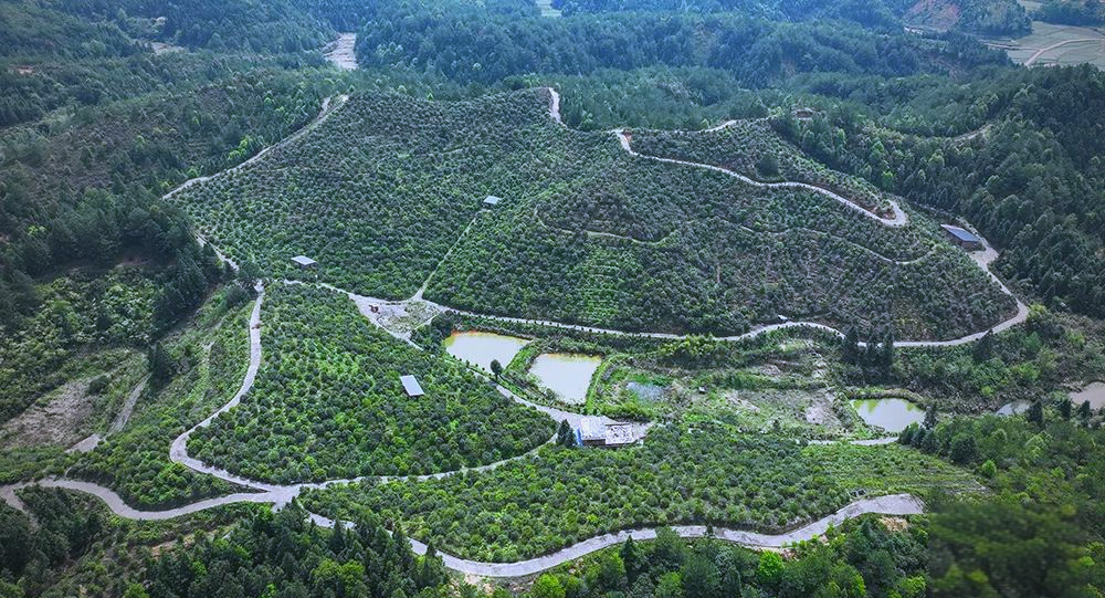 荒山变&ldquo;油库&rdquo;：宁化五千亩油茶林的生态致富路