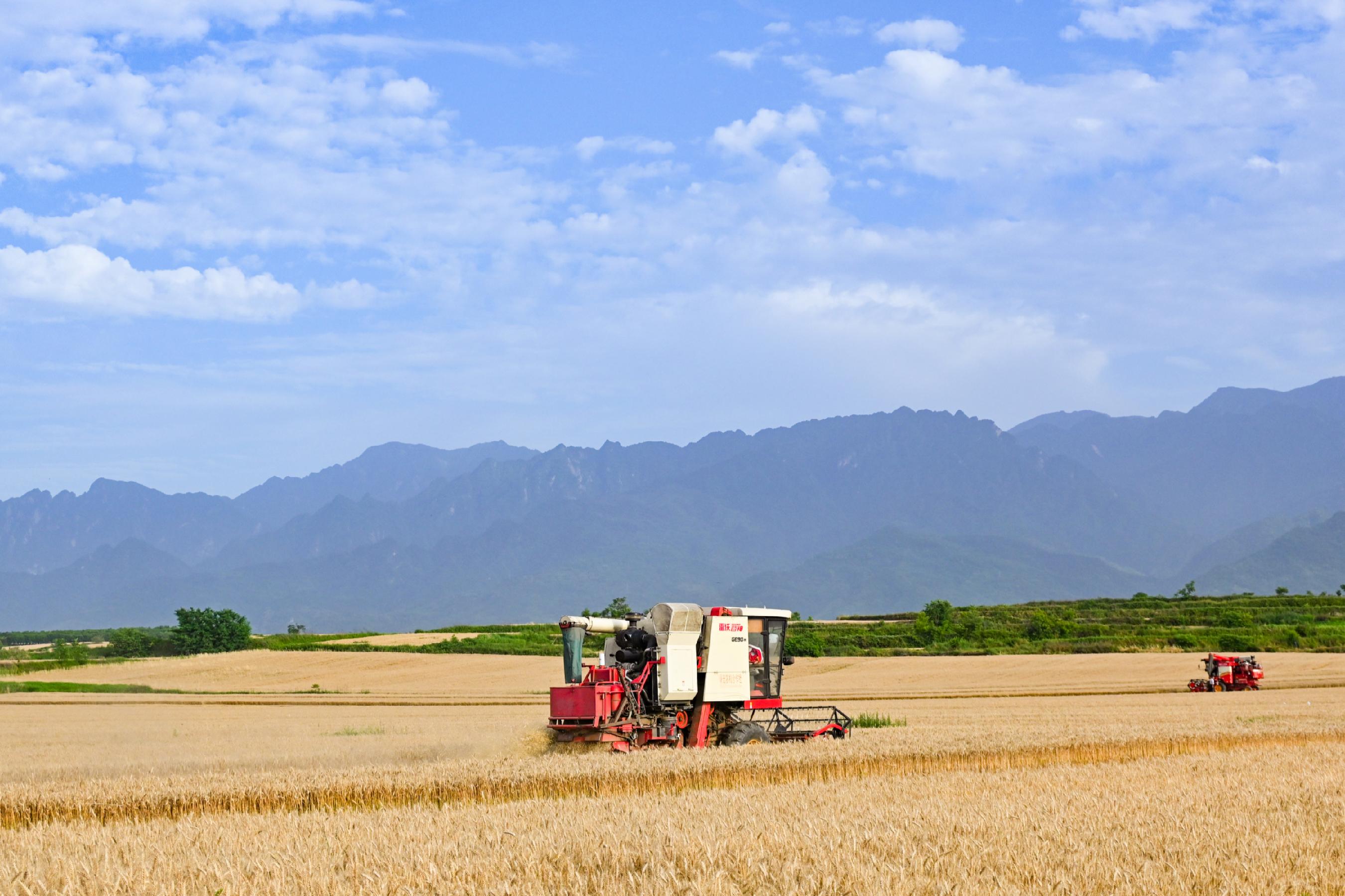 雨中夺粮,力保丰收——黄淮海地区全力打好“三秋”生产攻坚战