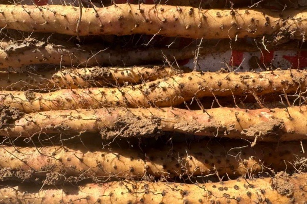 种山药有什么高产技巧？4个细节让亩产轻松破5000斤