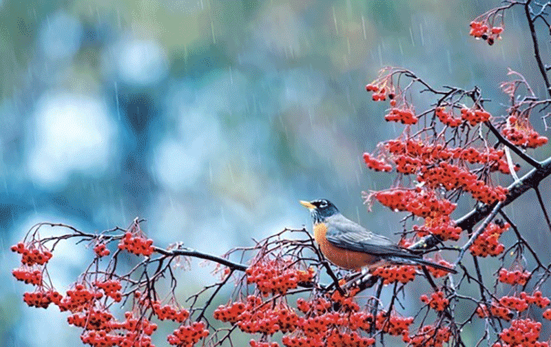 寒露节气农谚解读：&ldquo;不怕中秋晴就怕寒露雨&rdquo; 背后的农事解析