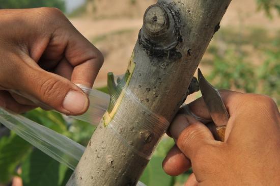 核桃嫁接成活率低怎么办?掌握这6点很关键