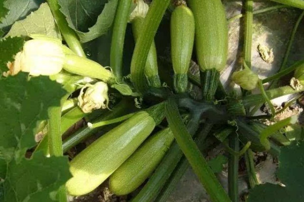 西葫芦什么时间种最好?种西葫芦有哪些技巧?