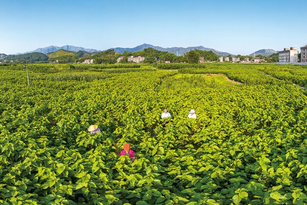 当养蚕遇上高科技：看广西小山村如何“破茧成蝶”
