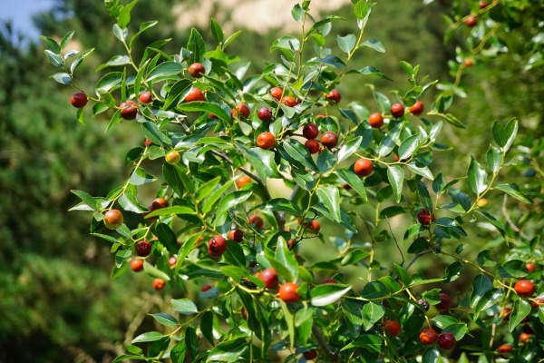 山西小酸枣变身"致富果"，乡村振兴走出特色路