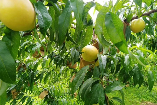 黄桃高产怎么施肥？黄桃高产的技巧有哪些？