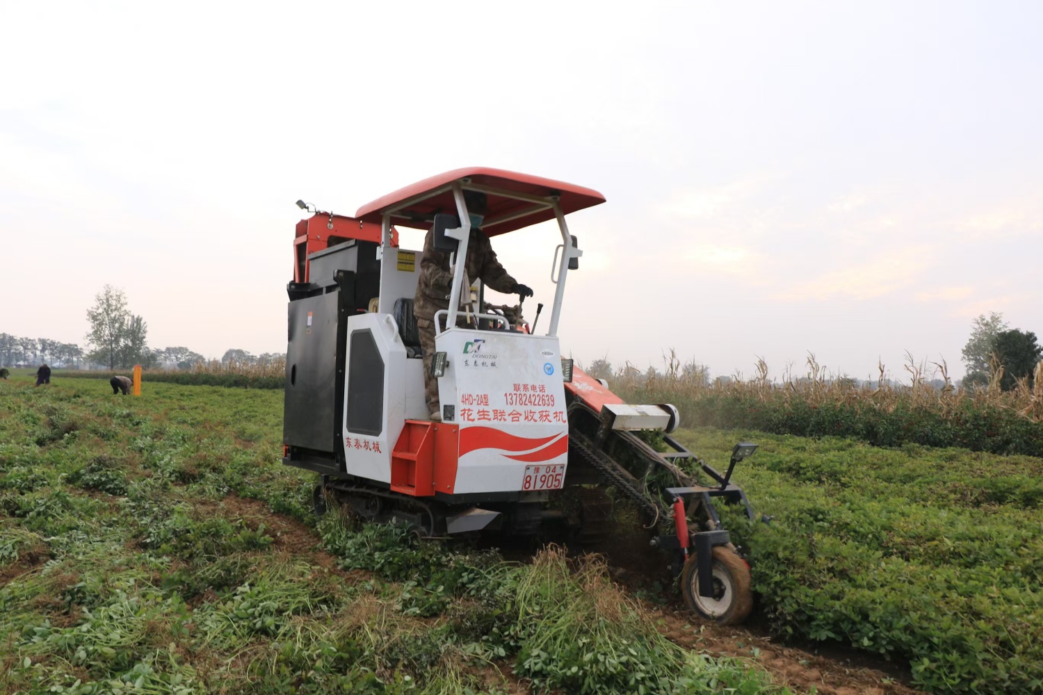 五河小圩镇：农机助力秋收，花生收获进入&ldquo;加速模式&rdquo;