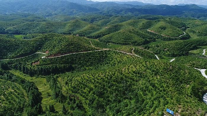 福建宁化:“鱼鳞坑”锁住水土,油茶林增产三成的秘密藏在这里
