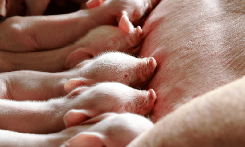 解决小猪不吃食难题，这5招简单又管用