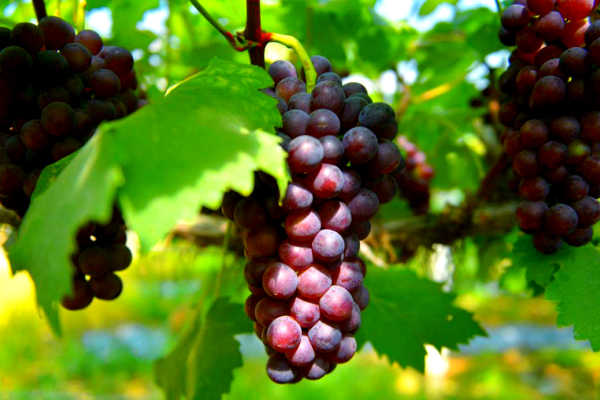 葡萄什么时候种最好?种葡萄有什么技巧?