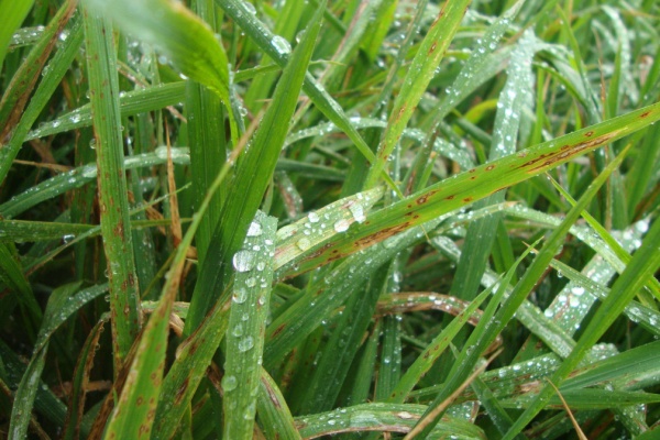 水稻常见病有哪些种类？水稻常见病害怎么防治?