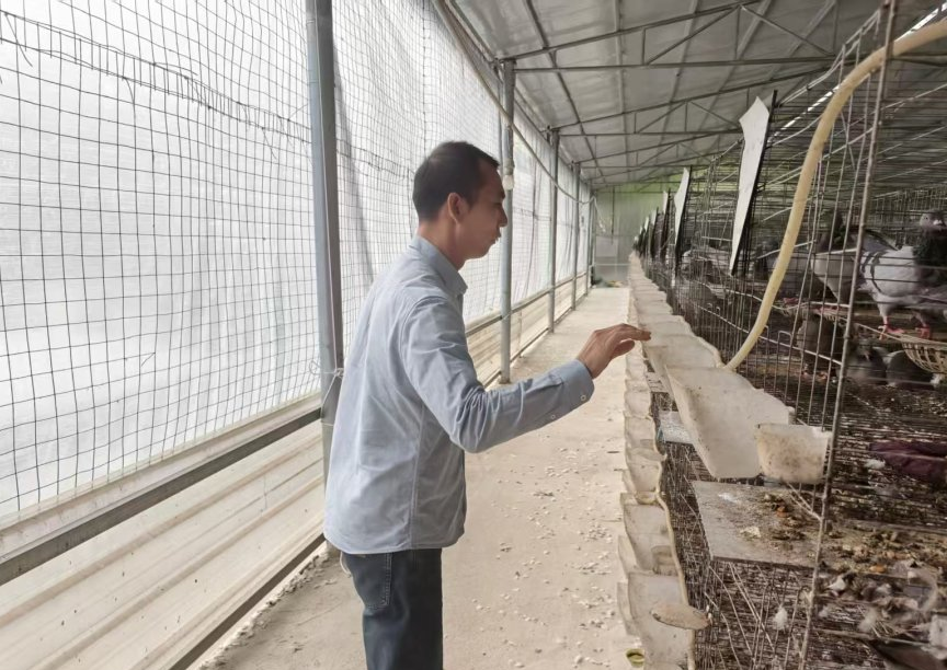 从“三无”到“鸽王”:板兰村肉鸽产业链的六年跃迁密码