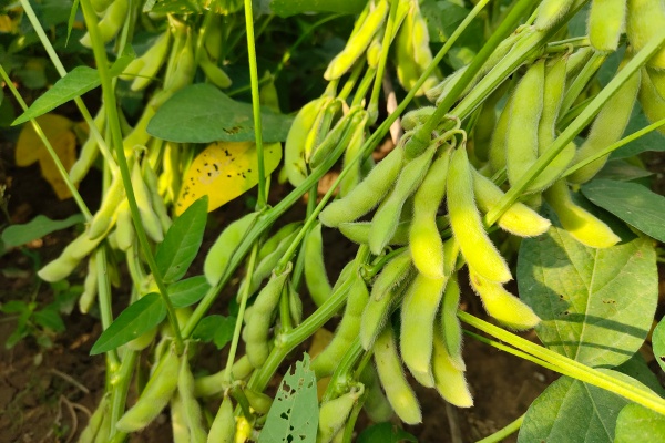 毛豆怎么种？种毛豆有什么技巧？