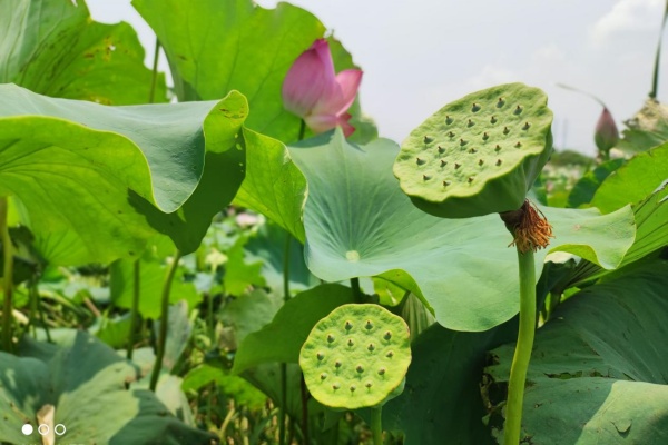 莲子怎么种产量高？从选种到卖高价，一篇看懂行情与技巧