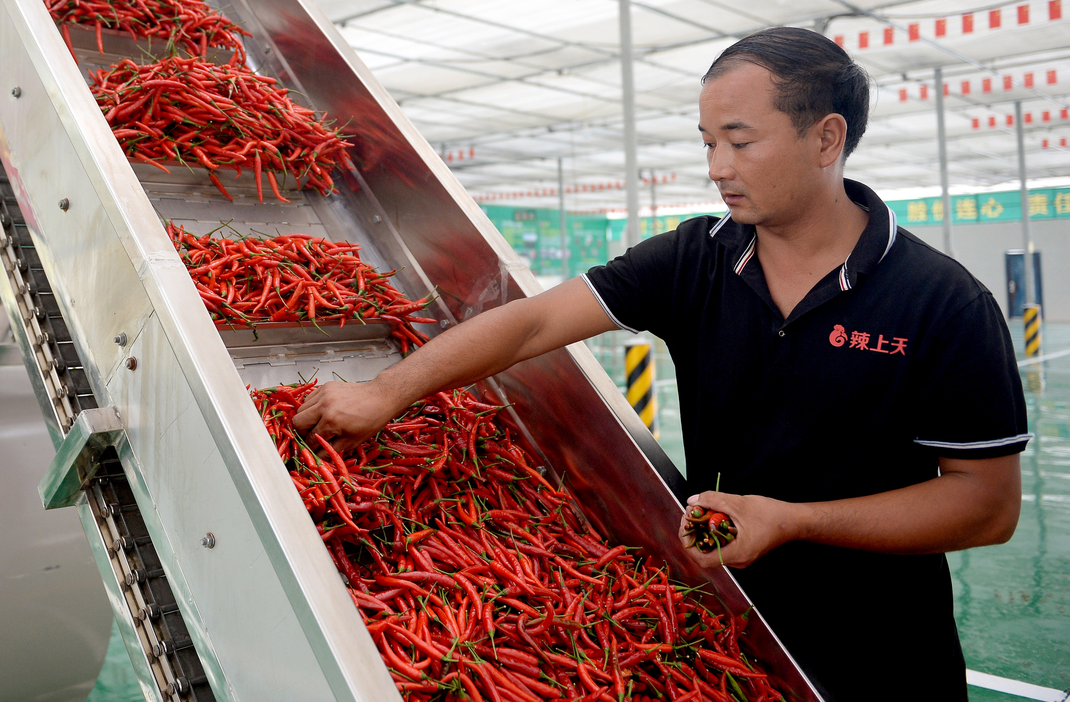 陕西洛南：小辣椒成富民大产业，农户在家门口增收