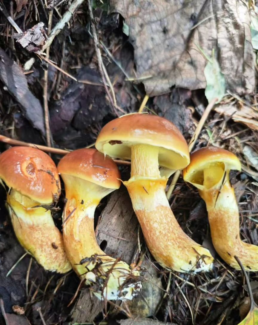 崂山落叶松菇迎来十年一遇大丰收,采摘热潮带动亲子科普游