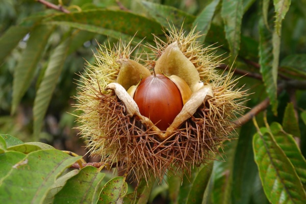 怎么种栗子产量高？从选苗到卖高价，老农十年经验一次说透