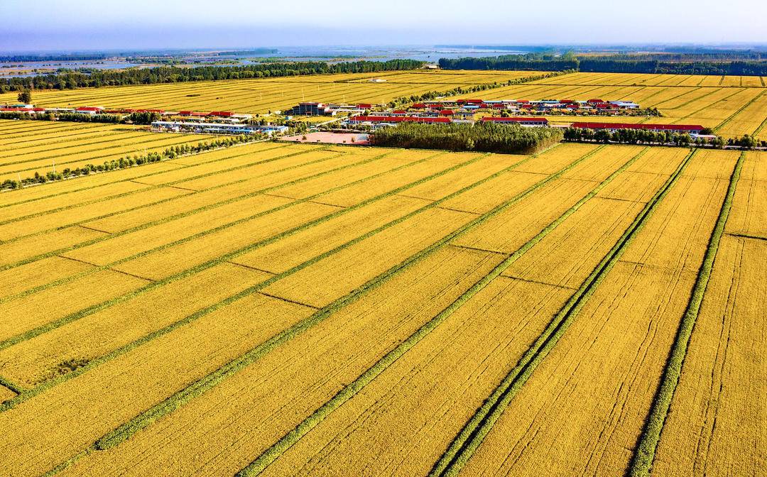 辽宁盘锦稻蟹双迎丰收季，“生态模式”绘就金色画卷