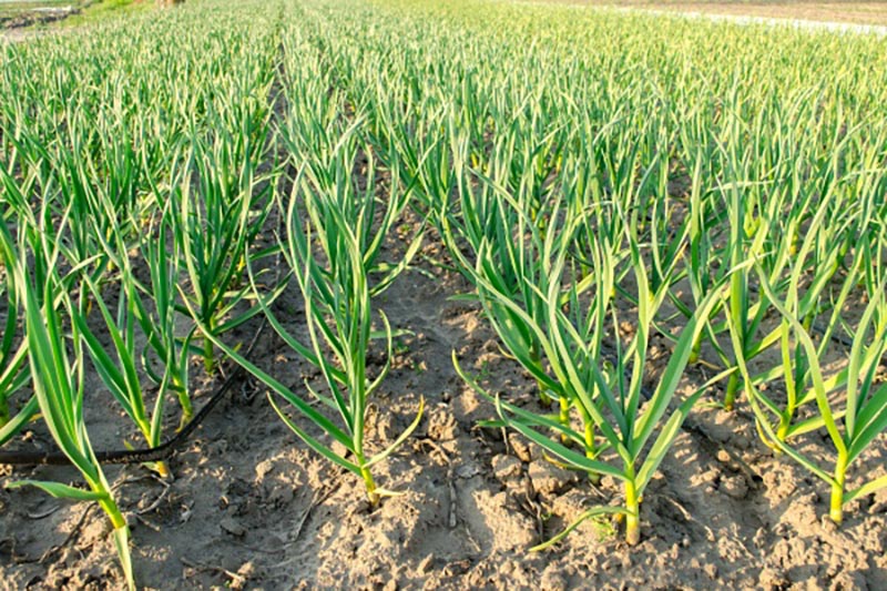 大蒜有什么高产技巧?种植大蒜需要注意什么?