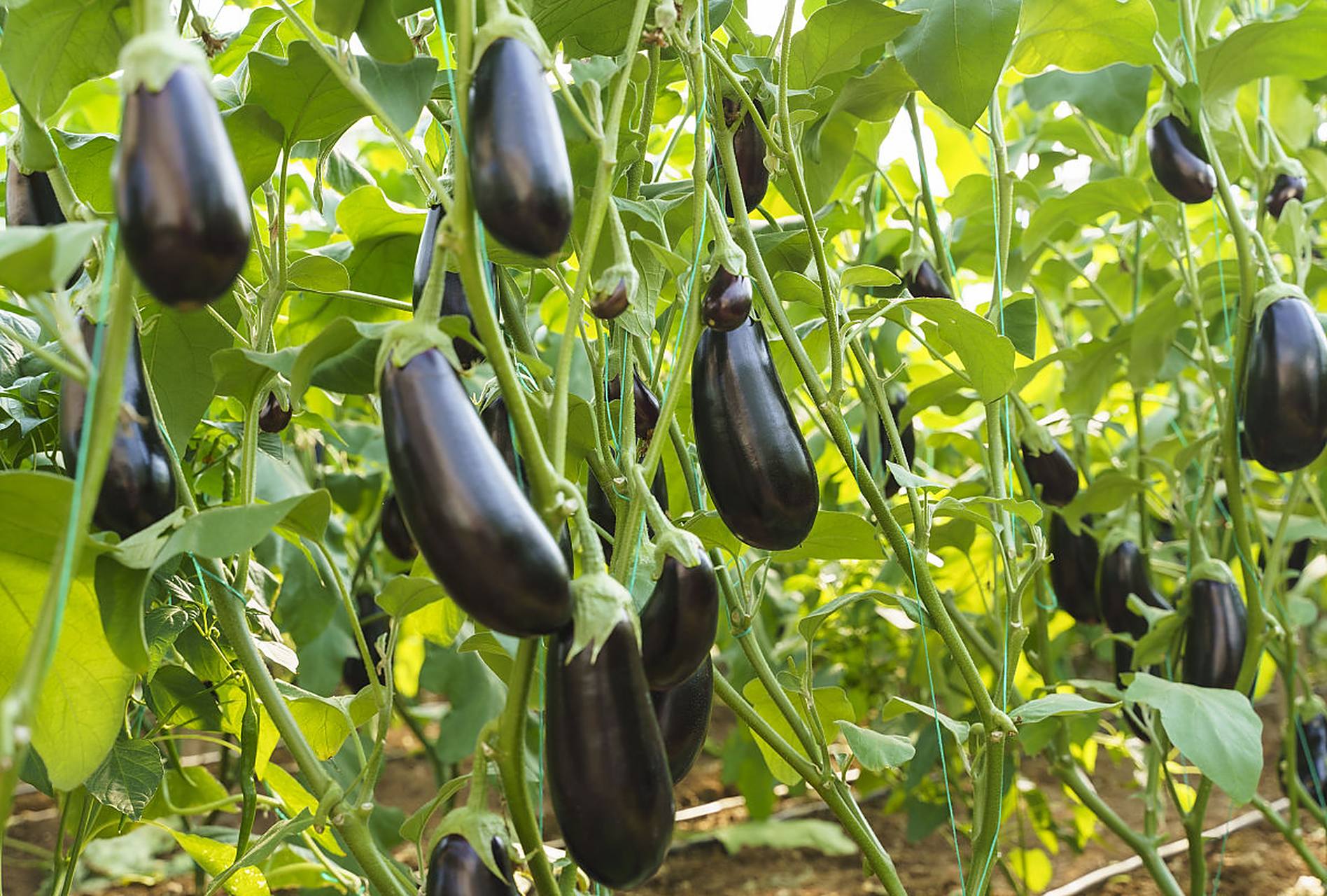 哪些蔬菜适合秋冬大棚种植?有什么种植技巧?