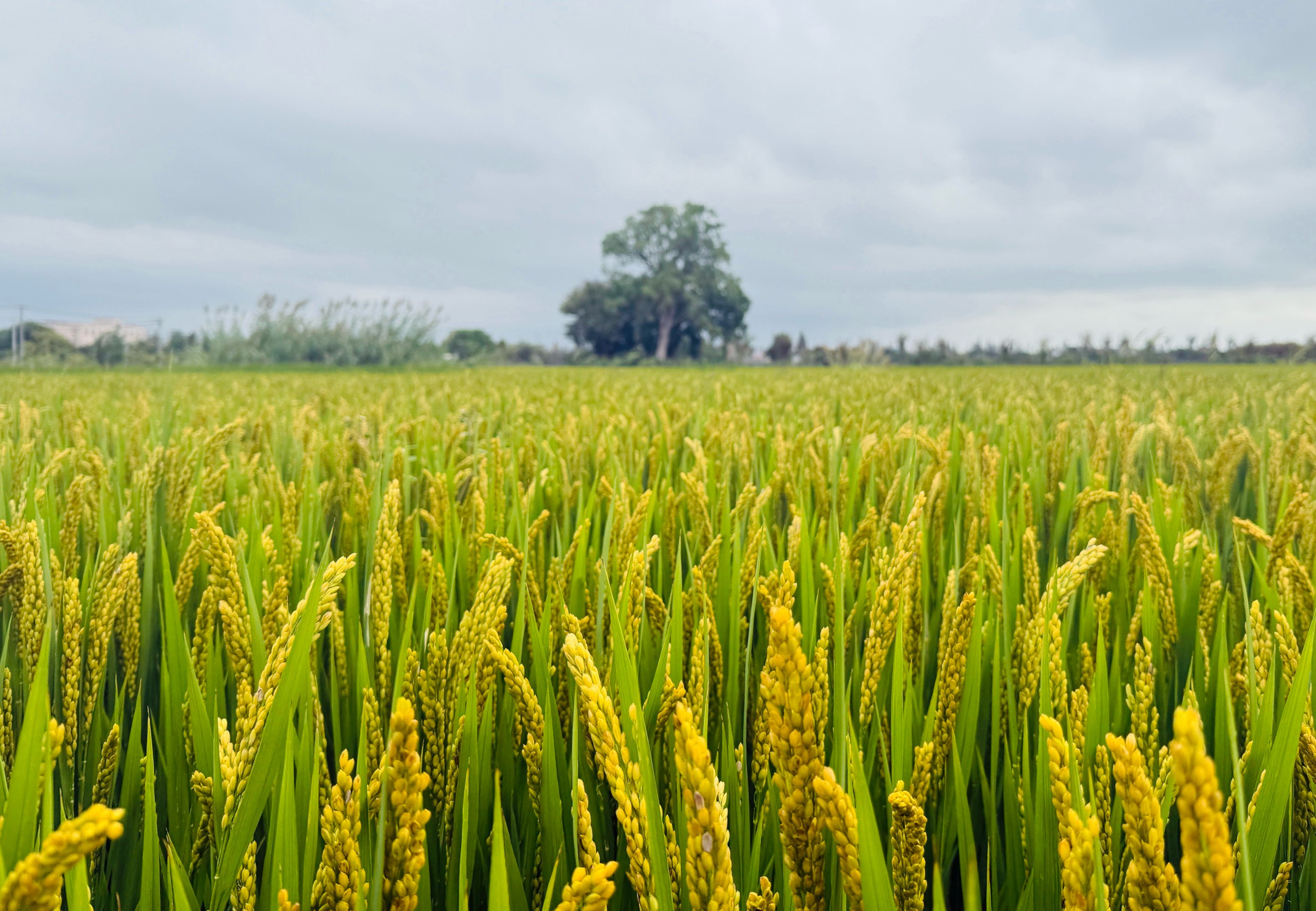 重庆市梁平区:聚焦水稻产业全链条发展,打造“梁平稻”从育秧到品牌建设的金色引擎