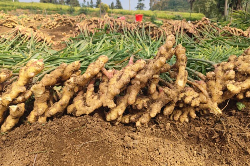 种姜土壤多深才能长出好生姜？种姜有什么技巧？