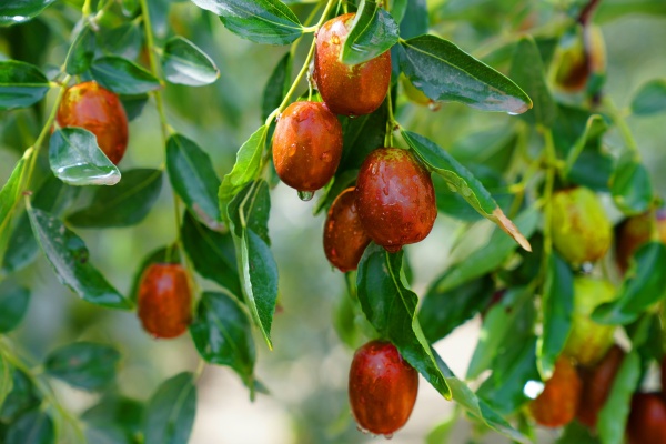 红枣什么时候种最好?种红枣有哪些技巧?