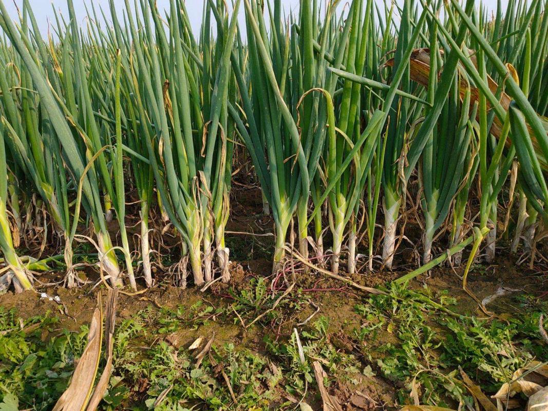 寒露后做好这三步,大葱又白又长又结实