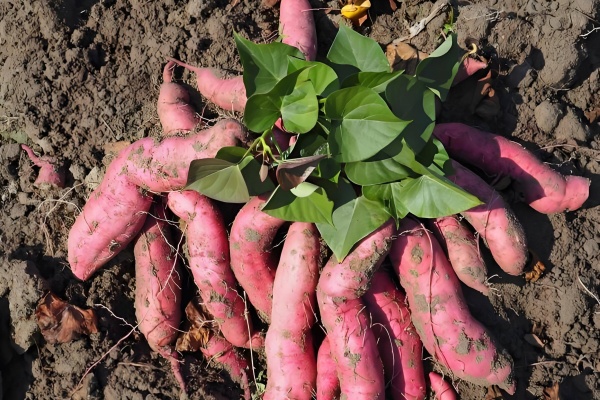 霜降挖完红薯,这三步养地法别错过