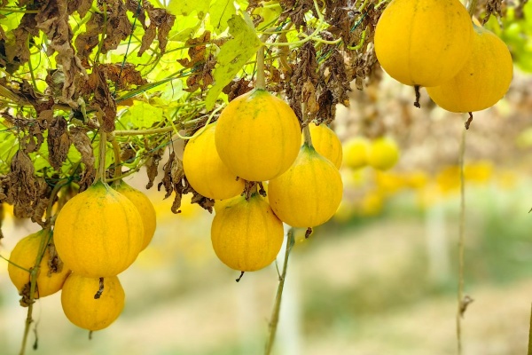 从“运不出”到“卖全国”:一个贵州山村的电商逆袭之路