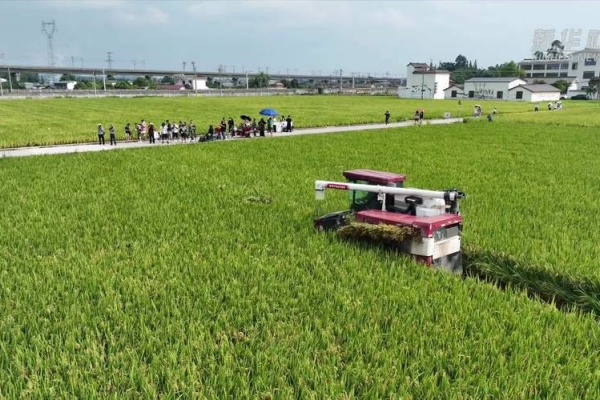 四川永丰村：良田良种良技打造“天府粮仓”新高产