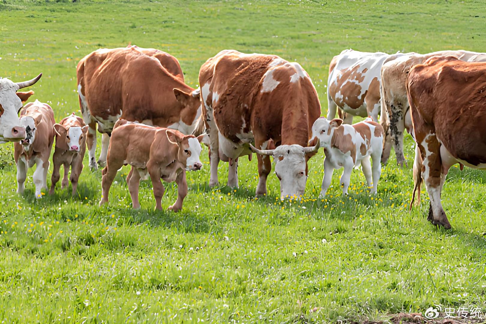农业农村厅：《促进畜牧业高质量发展十条措施》解读