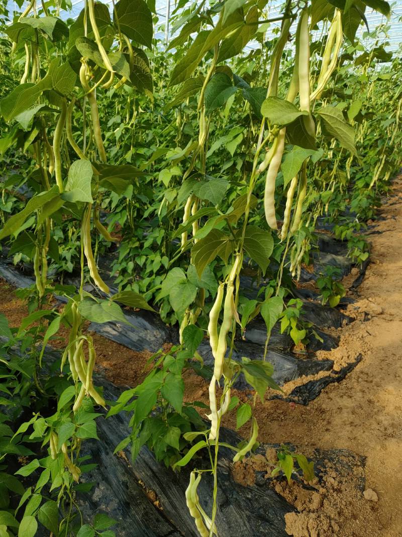 种芸豆温度晚上保持多少合适?有什么控温技巧?